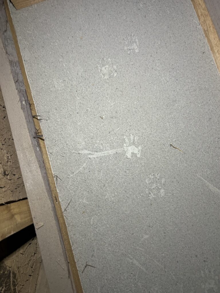 久留米市イタチ駆除