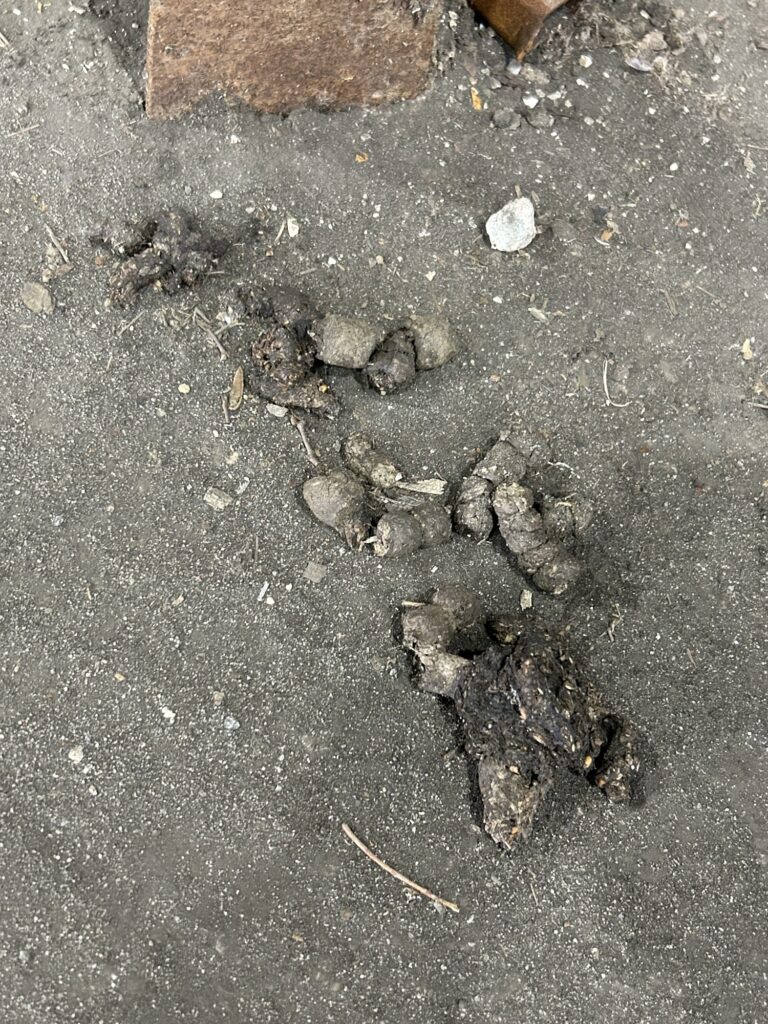 大木町アライグマ