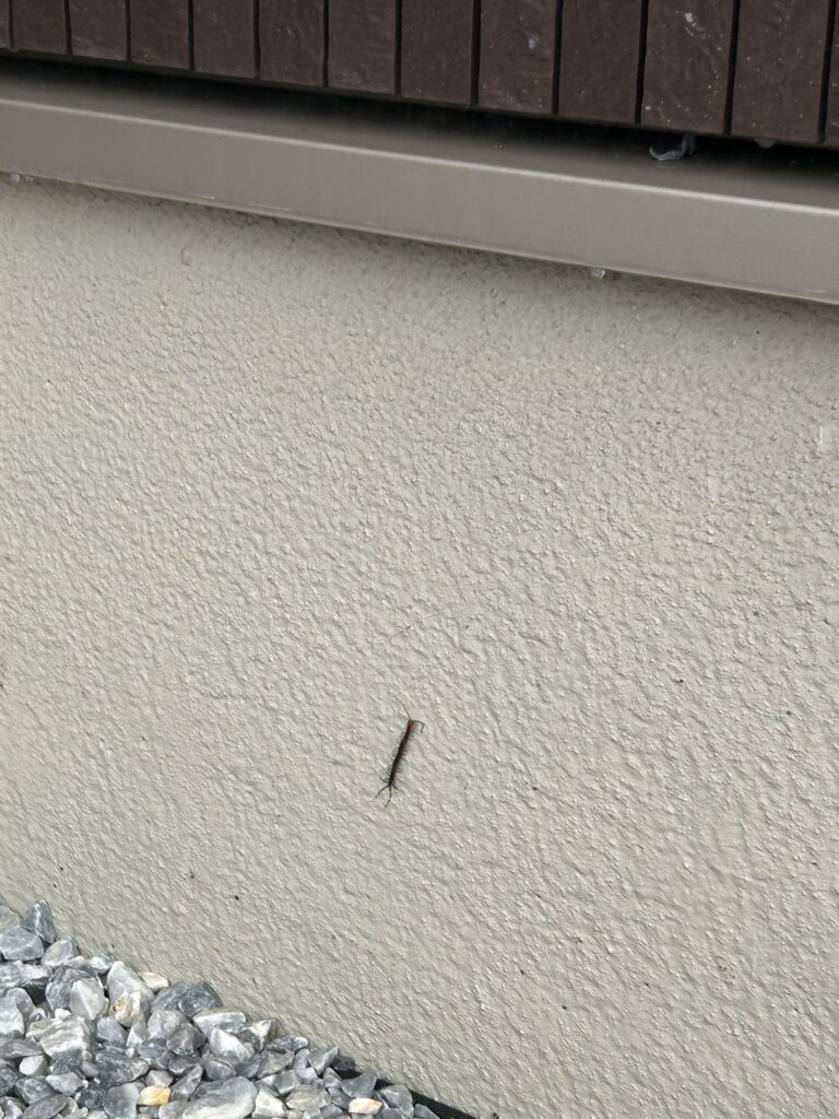 みやま市ケムシ駆除