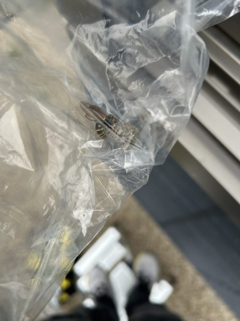 筑後市アシナガバチ駆除