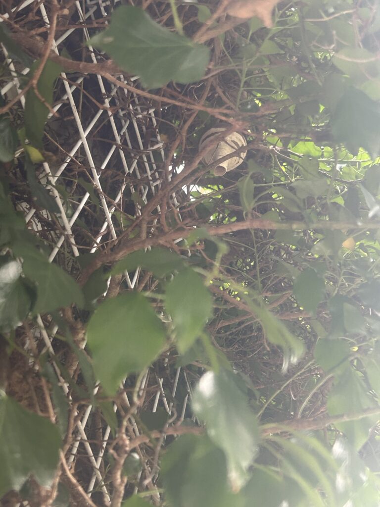 川棚町スズメバチ駆除